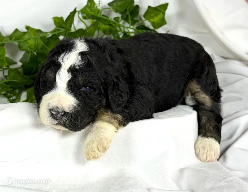Bernedoodle – Bernedoodle puppy for sale in Britton, MI
