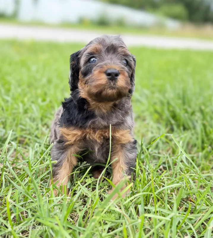 Cavapoo – Cavapoo puppy for sale in Britton, MI