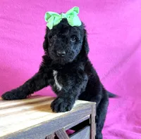 Newfypoo, a female Newfypoo for sale in Britton, MI – 6 of 6
