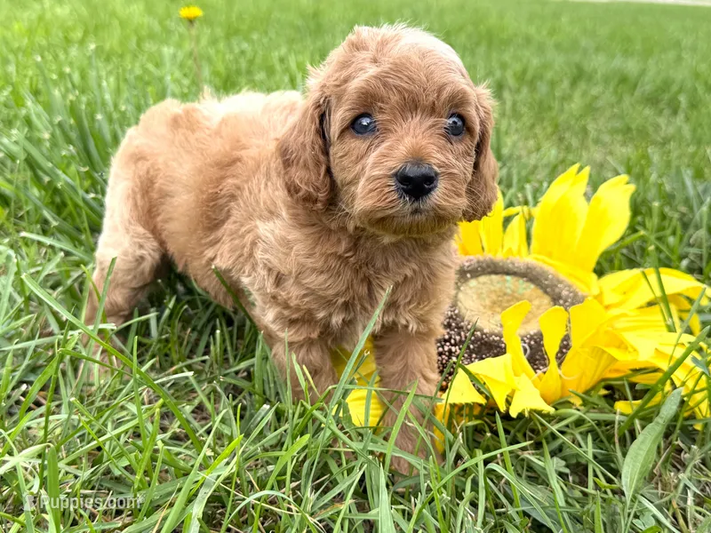Cavapoo – Cavapoo puppy for sale in Britton, MI