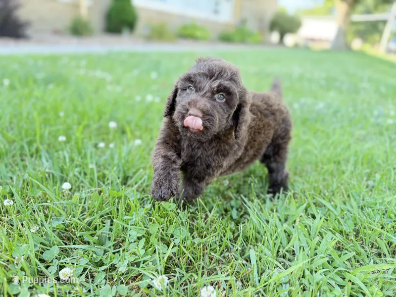 Newfypoo – Newfypoo puppy for sale in Britton, MI