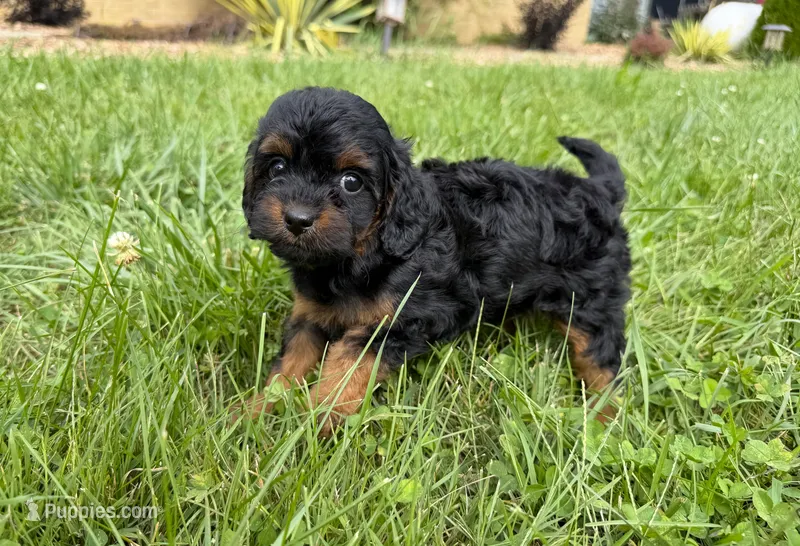Cavapoo – Cavapoo puppy for sale in Britton, MI