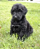Newfypoo, a female Newfypoo for sale in Britton, MI – 4 of 5