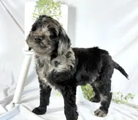 Newfypoo, a male Newfypoo for sale in Britton, MI – 3 of 7