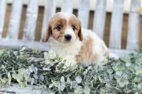 Cavapoo, a male Cavapoo for sale in Britton, MI – 7 of 9