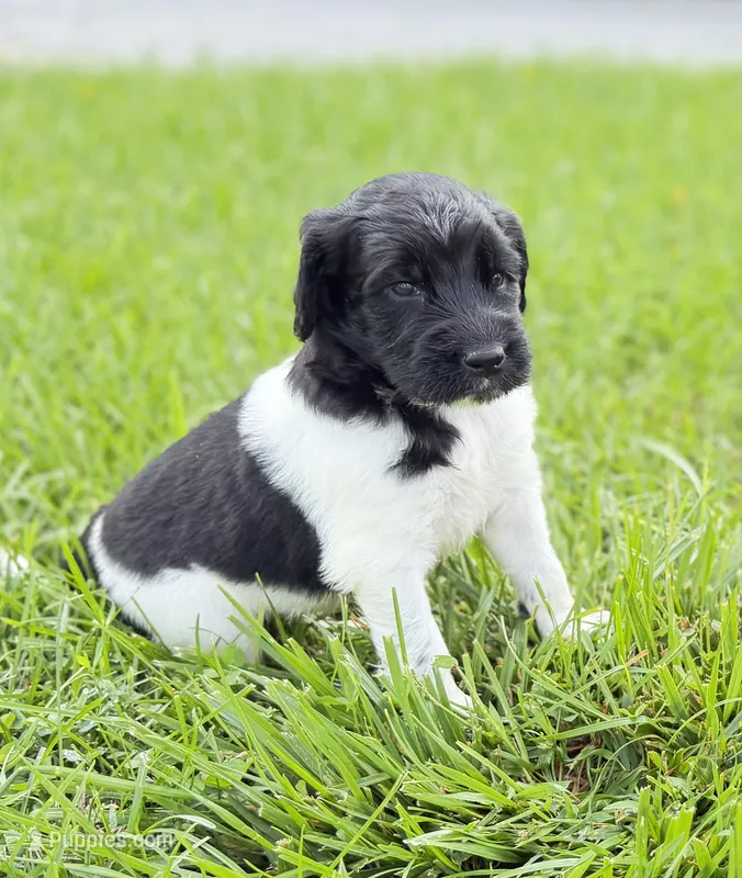 Newfypoo – Newfypoo puppy for sale in Britton, MI