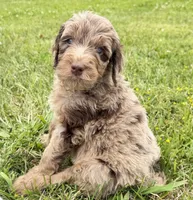 Newfypoo, a male Newfypoo for sale in Britton, MI – 2 of 5