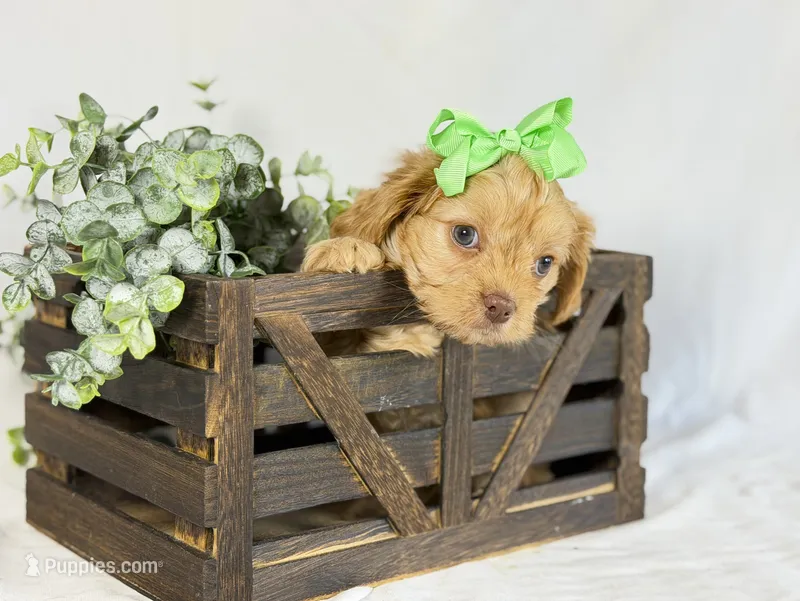 Cavapoo mix – Cavapoo puppy for sale in Britton, MI
