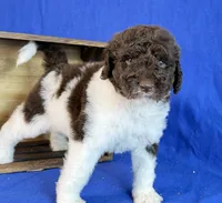 Newfypoo, a male Newfypoo for sale in Britton, MI – 3 of 7