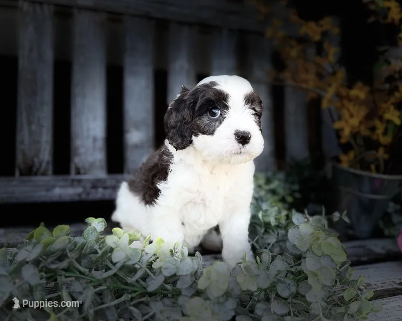 Cavapoo – Cavapoo puppy for sale in Britton, MI