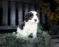 Cavapoo, a male Cavapoo for sale in Britton, MI – 1 of 9