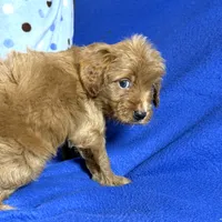 Cavapoo, a male Cavapoo for sale in Britton, MI – 5 of 7