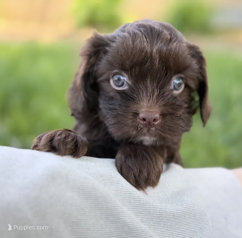Cavapoo mix – Cavapoo puppy for sale in Britton, MI