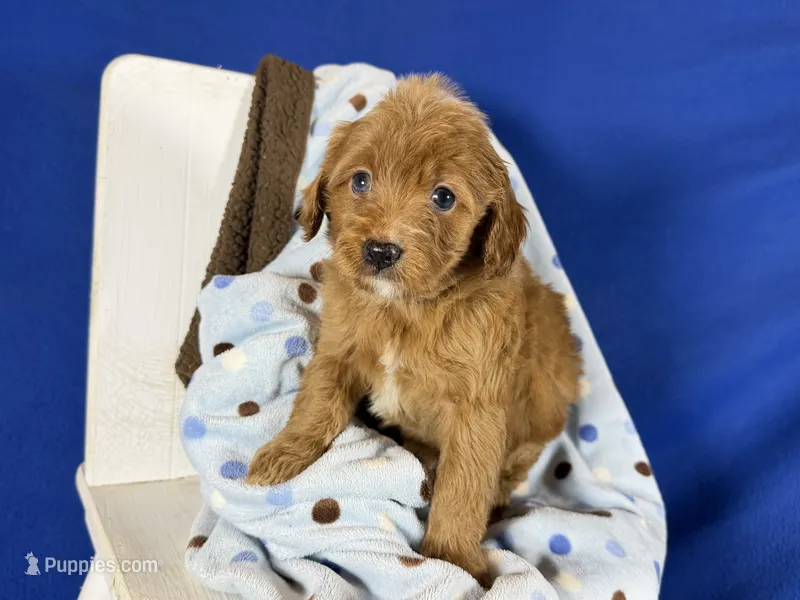 Cavapoo – Cavapoo puppy for sale in Britton, MI