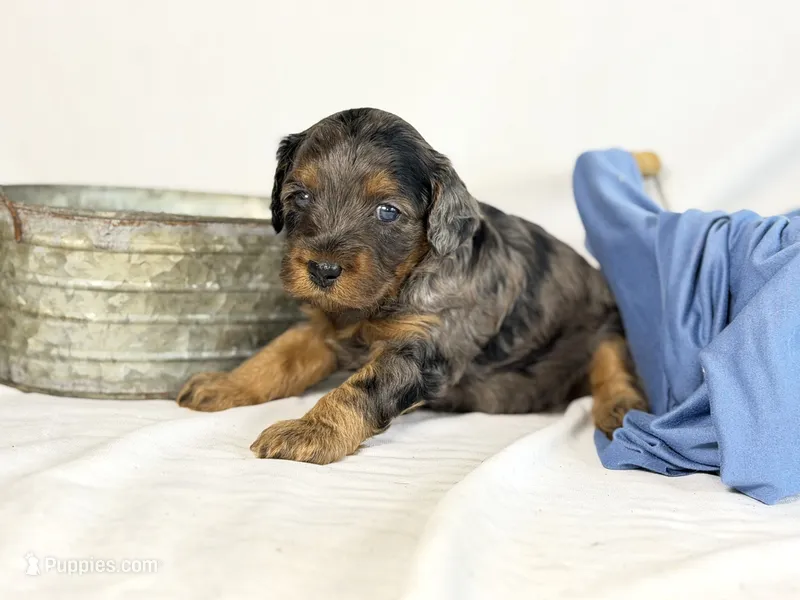 Cavapoo  – Cavapoo puppy for sale in Britton, MI