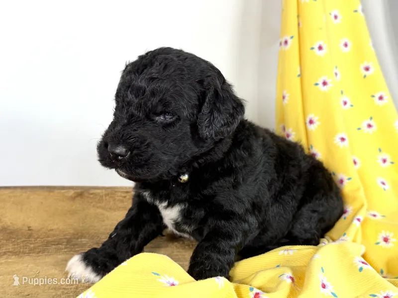 Newfypoo – Newfypoo puppy for sale in Britton, MI