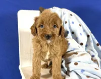 Cavapoo, a male Cavapoo for sale in Britton, MI – 3 of 7