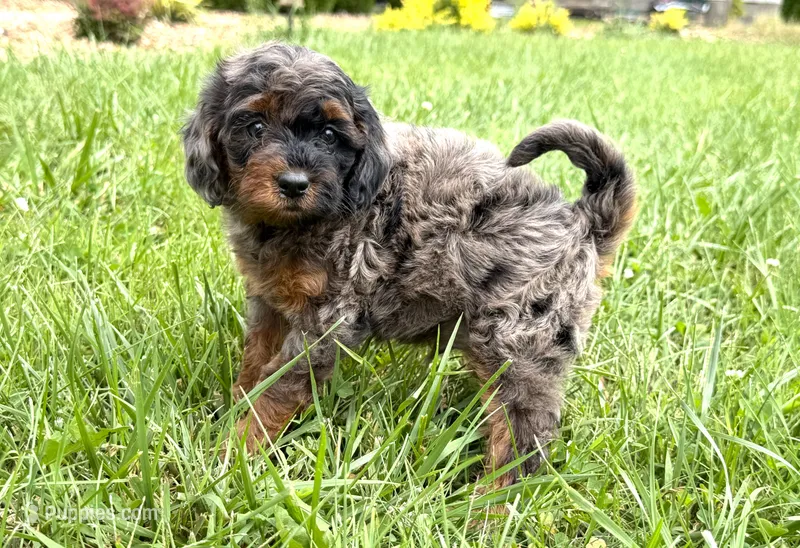 Cavapoo  – Cavapoo puppy for sale in Britton, MI