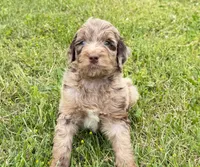 Newfypoo, a male Newfypoo for sale in Britton, MI – 4 of 5