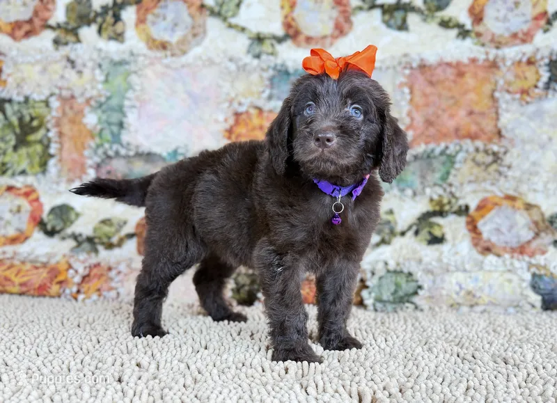 Newfypoo – Newfypoo puppy for sale in Britton, MI