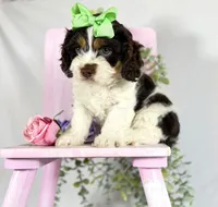 Cavapoo, a female Cavapoo for sale in Britton, MI – 3 of 7