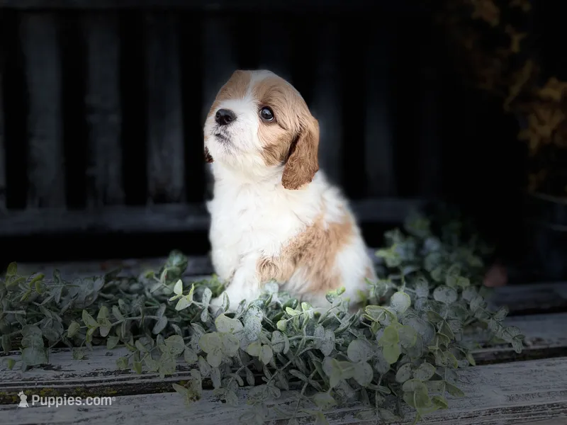 Cavapoo – Cavapoo puppy for sale in Britton, MI