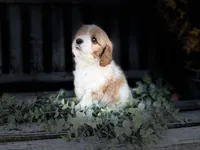 Cavapoo, a male Cavapoo for sale in Britton, MI – 1 of 9