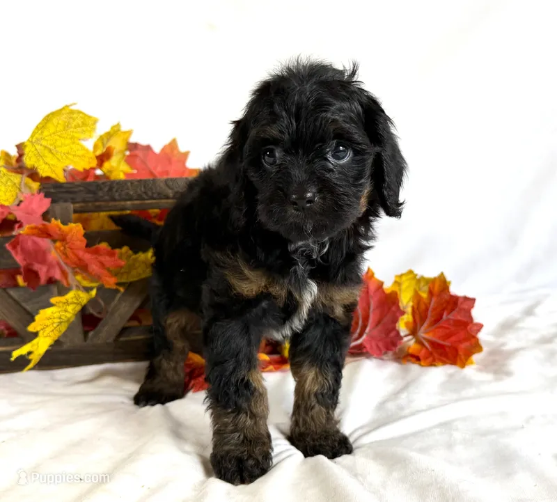 Cavapoo – Cavapoo puppy for sale in Britton, MI