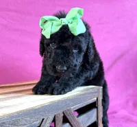 Newfypoo, a female Newfypoo for sale in Britton, MI – 4 of 6