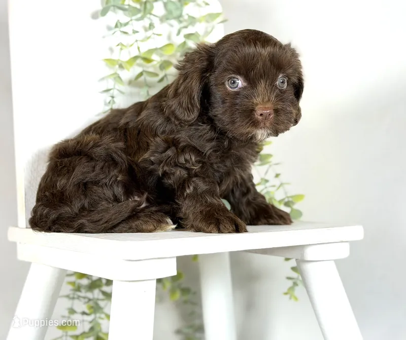 Cavapoo mix – Cavapoo puppy for sale in Britton, MI