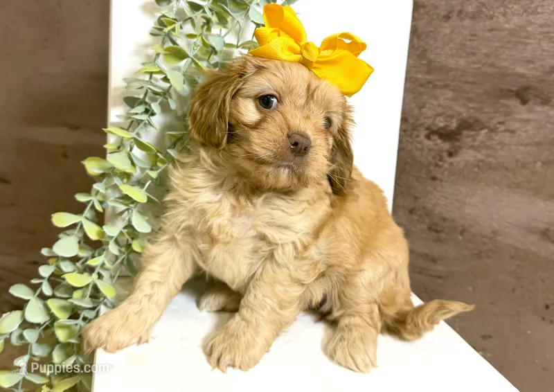 Cavapoo mix – Cavapoo puppy for sale in Britton, MI