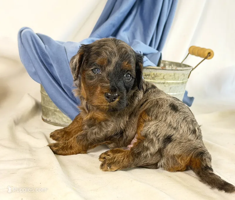 Cavapoo  – Cavapoo puppy for sale in Britton, MI