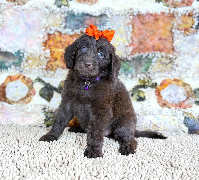 Newfypoo – Newfypoo puppy for sale in Britton, MI