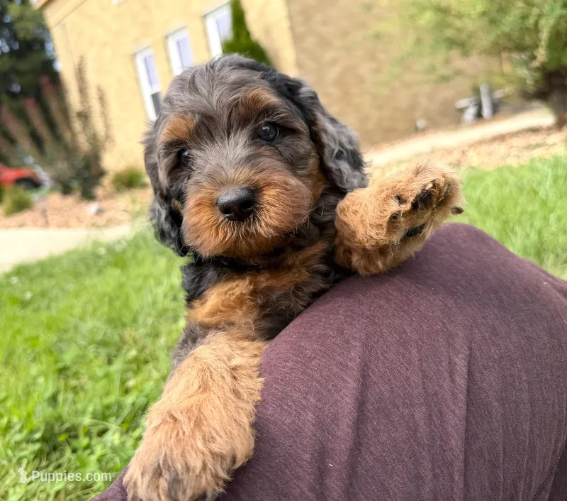 Cavapoo – Cavapoo puppy for sale in Britton, MI