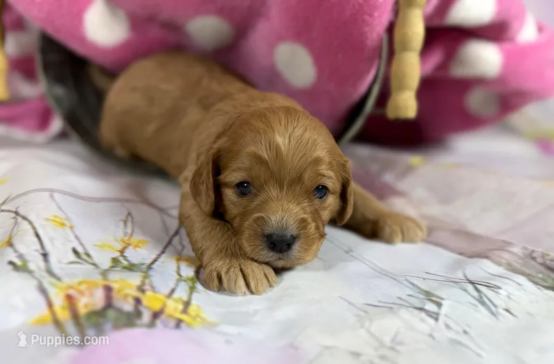 Cavapoo