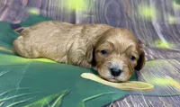Cavapoo, a female Cavapoo for sale in Britton, MI – Photo 4 of 5