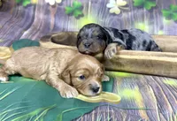 Cavapoo, a female Cavapoo for sale in Britton, MI – Photo 5 of 5