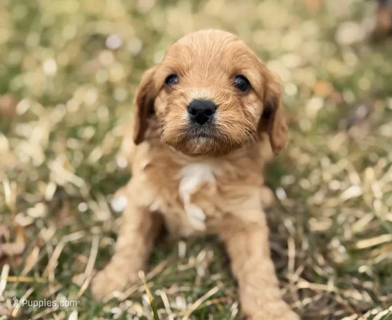 Cavapoo – Cavapoo puppy for sale in Britton, MI