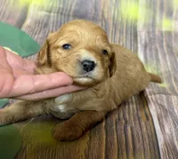 Cavapoo, a female Cavapoo for sale in Britton, MI – Photo 3 of 5