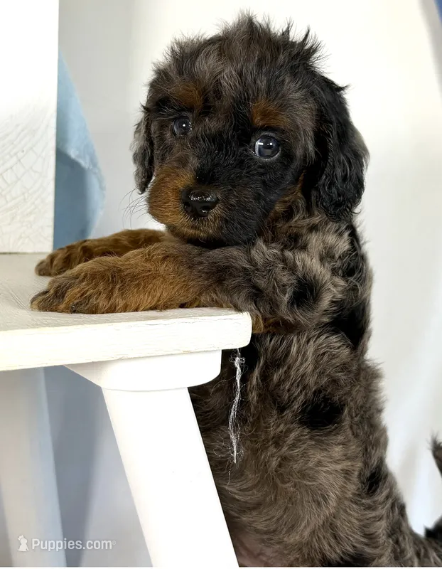 Cavapoo  – Cavapoo puppy for sale in Britton, MI