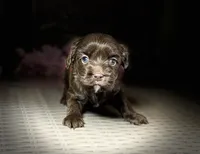 Cavapoo mix, a female Cavapoo for sale in Britton, MI – 1 of 3