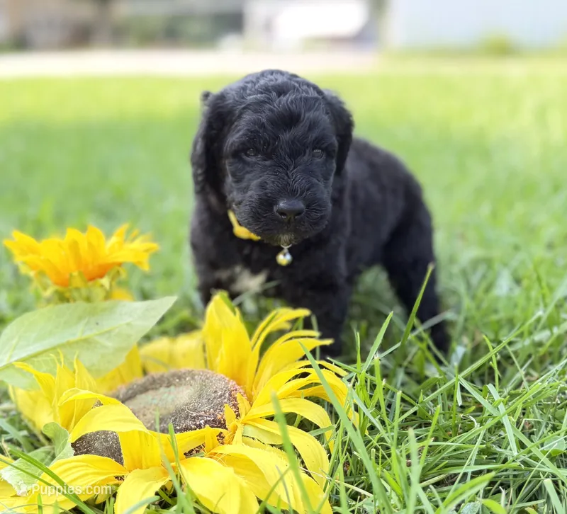 Newfypoo – Newfypoo puppy for sale in Britton, MI