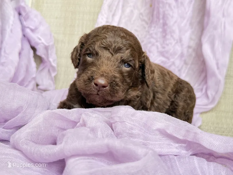 Newfypoo – Newfypoo puppy for sale in Britton, MI