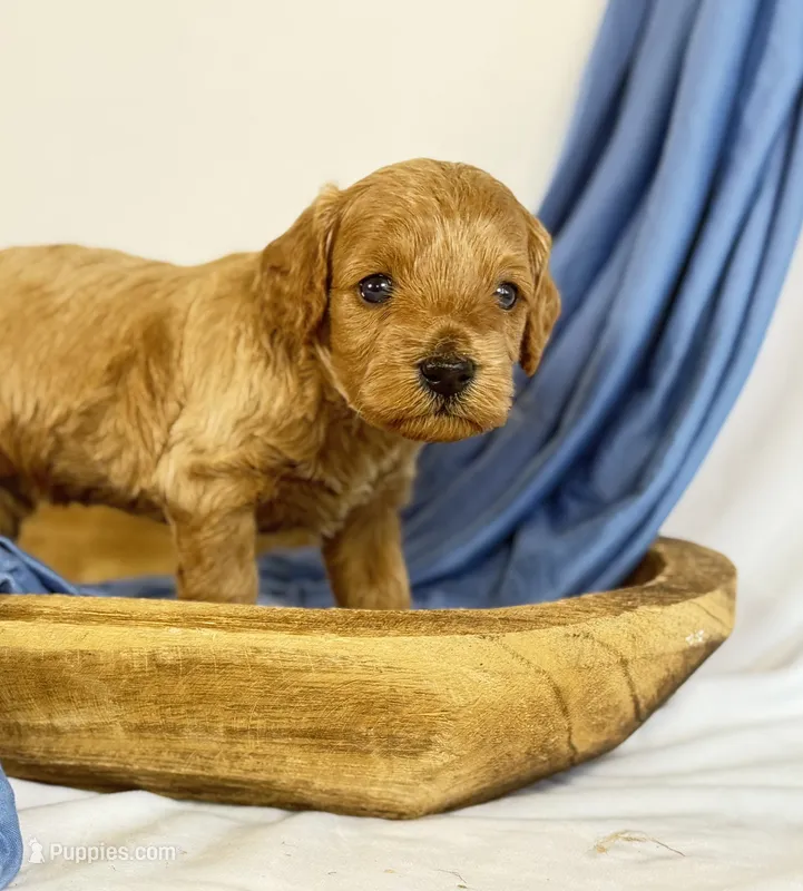 Cavapoo – Cavapoo puppy for sale in Britton, MI