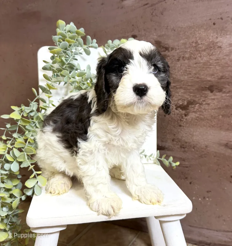 Cavapoo – Cavapoo puppy for sale in Britton, MI