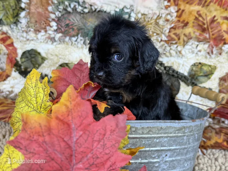 Cavapoo – Cavapoo puppy for sale in Britton, MI