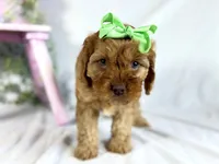 Cavapoo, a female Cavapoo for sale in Britton, MI – 4 of 7
