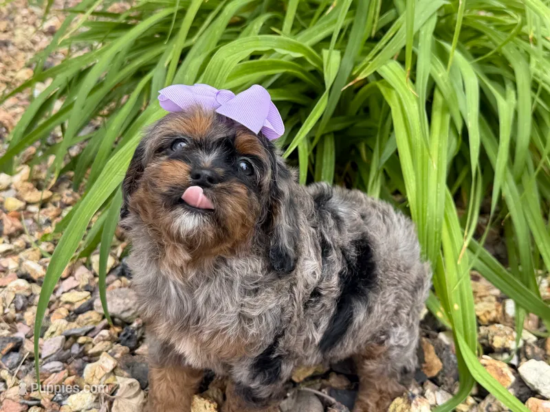 Cavapoo – Cavapoo puppy for sale in Britton, MI