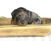 Cavapoo, a male Cavapoo for sale in Britton, MI – 2 of 6
