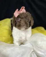 Parti newfypoo, a male Newfypoo for sale in Britton, MI – Photo 5 of 10